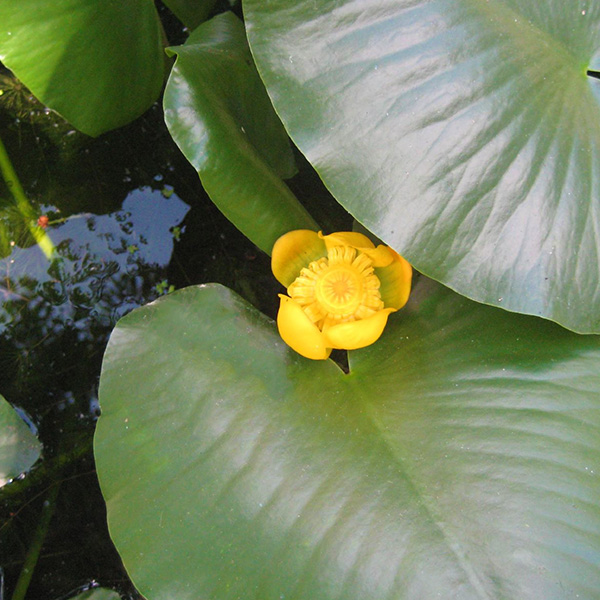 Picture of spatterdock. Get spatterdock herbicide and algae control from Aqua Doc