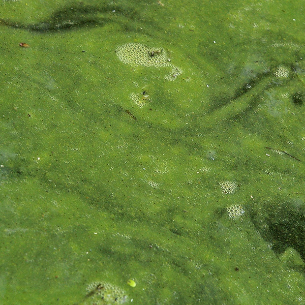 Anabeana algaecide and algae control from Aqua Doc
