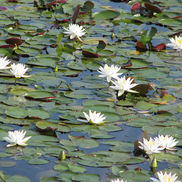 Picture of water lilies. Get water lily herbicide and algae control from Aqua Doc