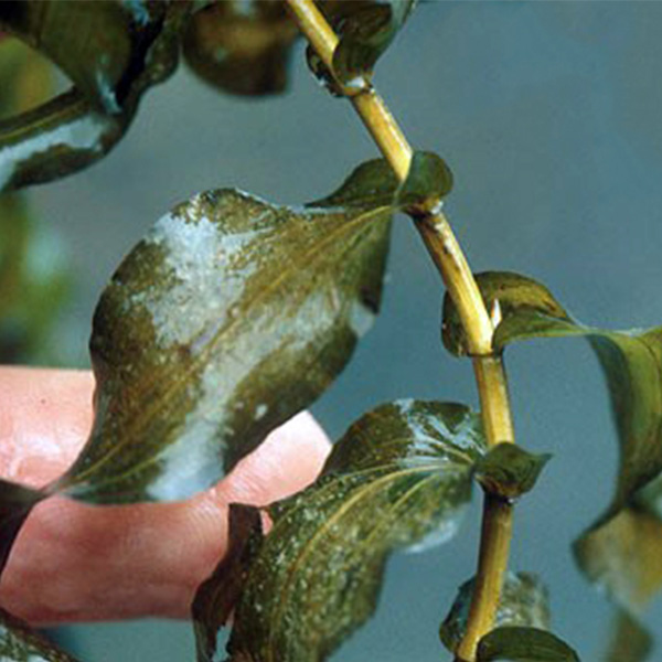 Get clasping leaf herbicide and algae control from Aqua Doc