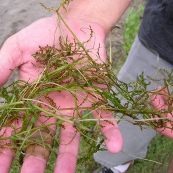 Brittle naiad. Get brittle naiad herbicide and algae control from Aqua Doc
