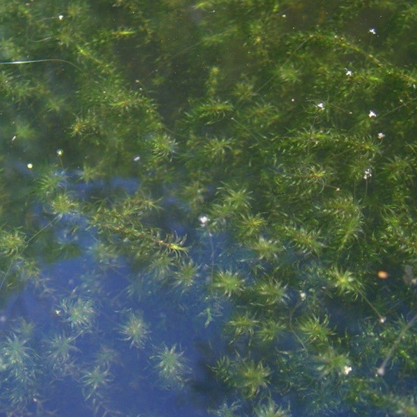 Elodea common waterweed. Get elodea herbicide and algae control from Aqua Doc