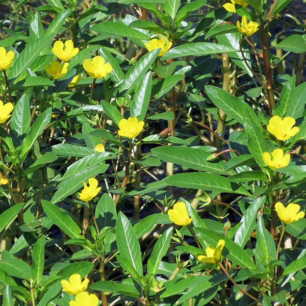 Picture of creeping primrose. Get creeping primrose herbicide and algae control from Aqua Doc