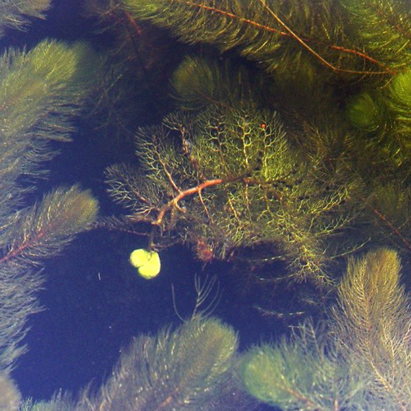 Picture of bladderwort. Get bladderwort algaecide and algae control from Aqua Doc