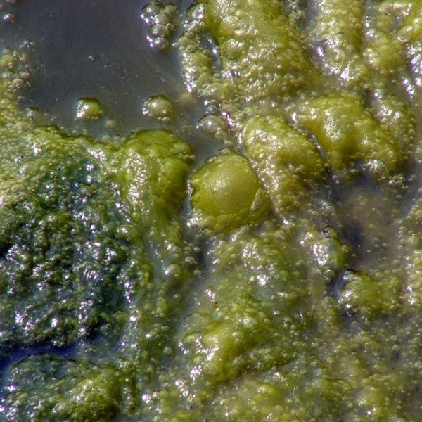 pond algae identification