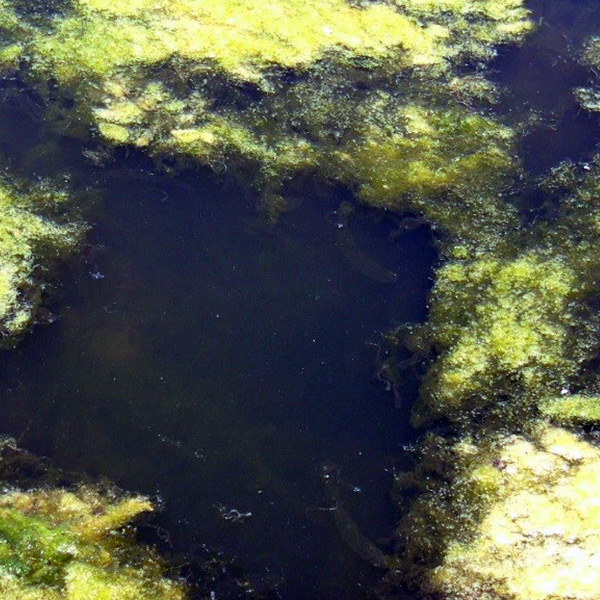 Hydrodictyon algaecide and algae control from Aqua Doc