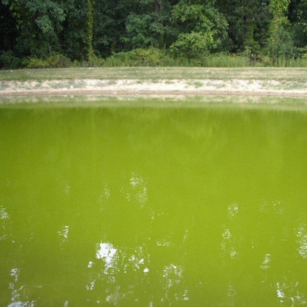 Microcystis algaecide and algae control from Aqua Doc