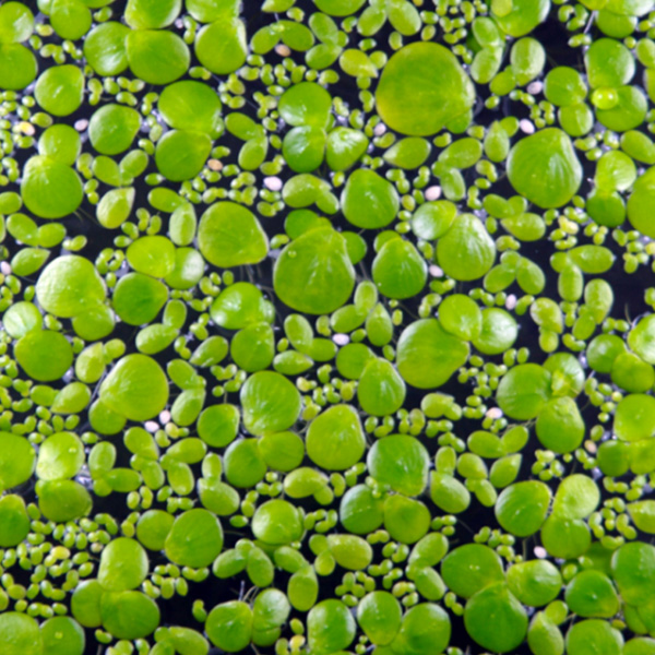Picture of ducweed algae. Get duckweed herbicide and alage control at Aqua Doc