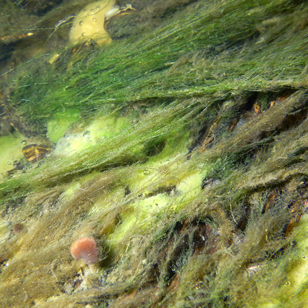 Remove filamentous pond algae with Aqua Doc